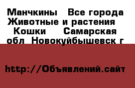 Манчкины - Все города Животные и растения » Кошки   . Самарская обл.,Новокуйбышевск г.